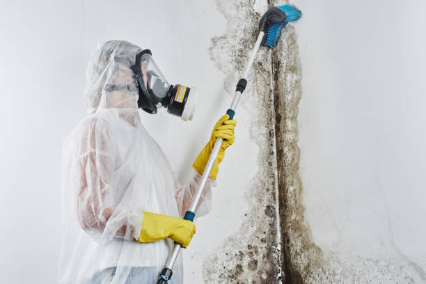Certified Mold Removal in Norwood, PA