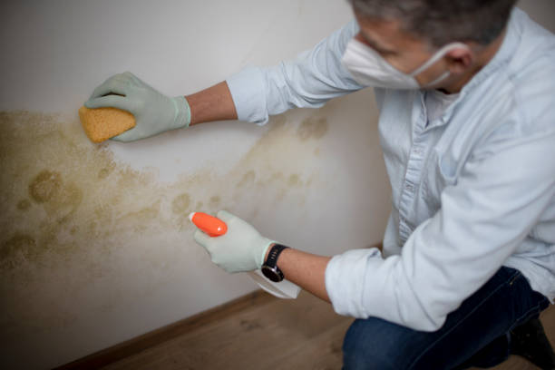 Trusted Norwood, PA Mold Removal Experts