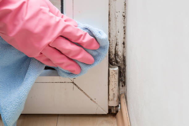 Best Mold Damage Repair  in Norwood, PA