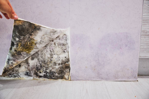 Best Attic Mold Removal  in Norwood, PA